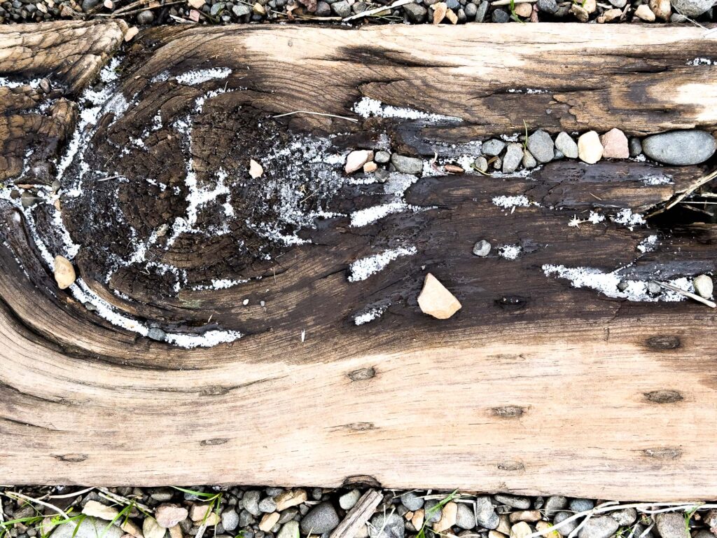 Color photograph of a railroad tie on an abandoned railroad track, on the railroad tie is a knot darker than the wood around it, along with cracks filled with a dusting of snow and stone