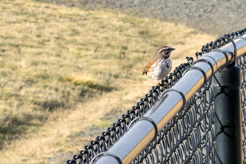 A song sparrow on a chain link fence in the midday winter sun.