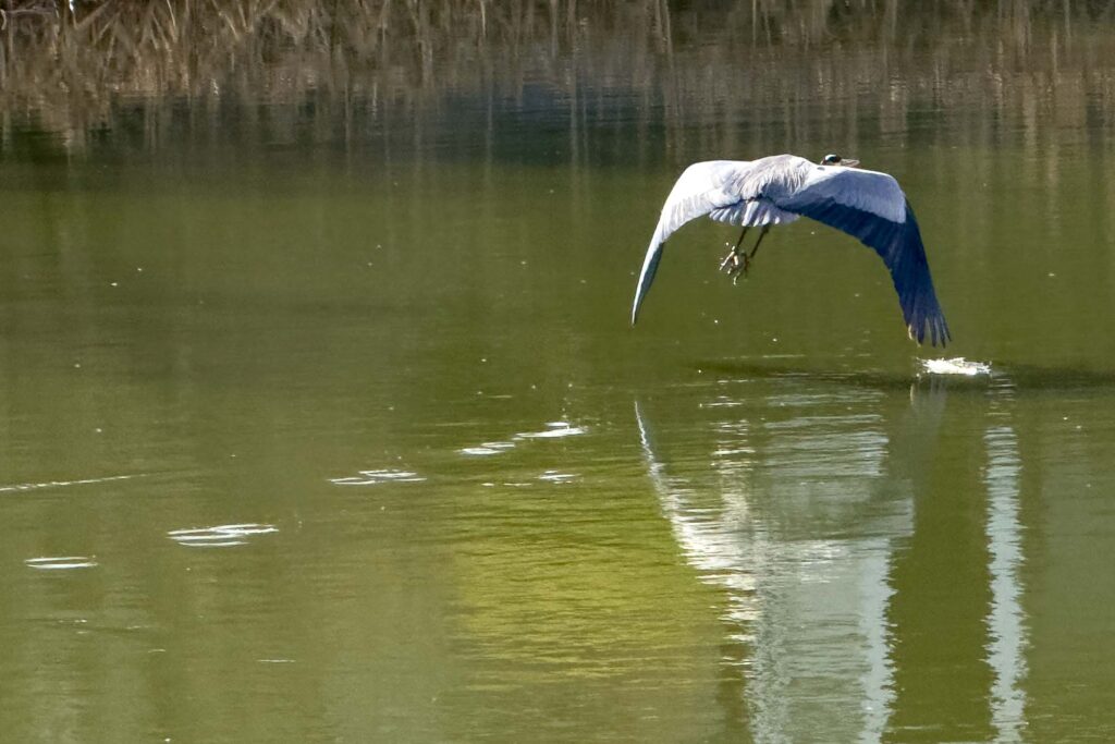 A blue heron, the tips of her wings leaving ripples as she flies low over a pond