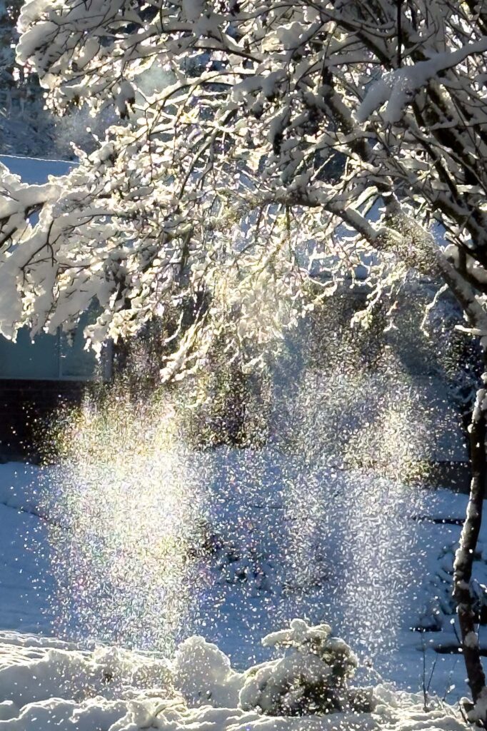 Color photographs of snow falling from lilac branches, backlit in the morning sun