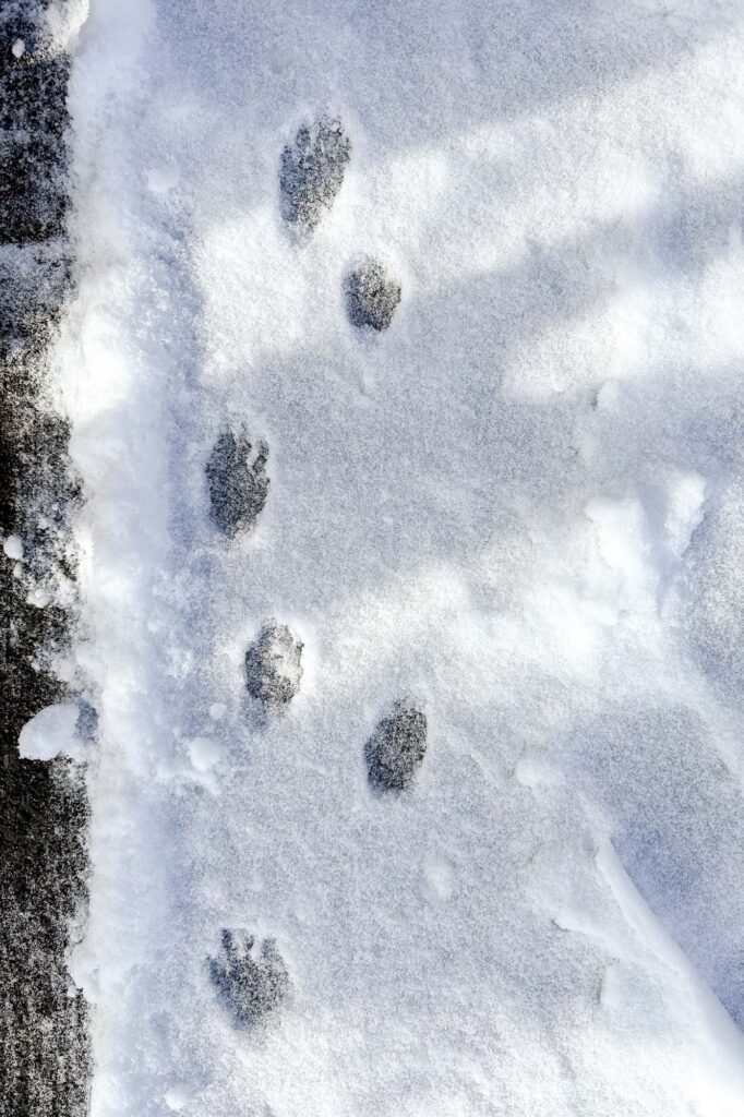 Color photograph of snow in a driveway with raccoon tracks and tree shadows, to the right of shoveled portion of stripe of black asphalt