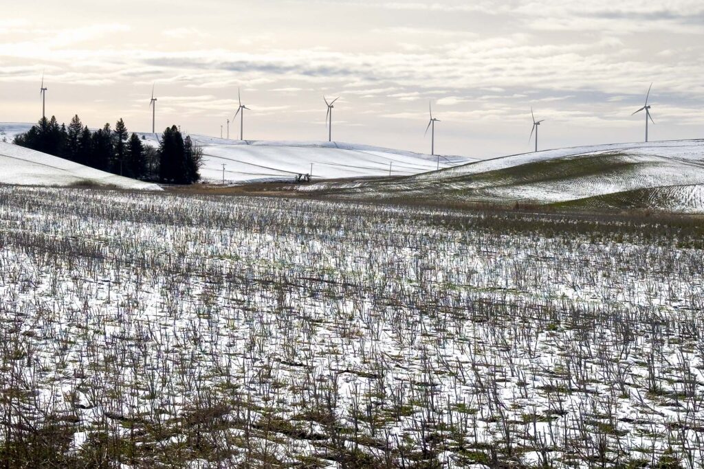 Color photograph of the Palouse; in the foreground, a field of stubble in the snow with a few bare spots, in the distance, a line of wind turbines on snow covered hills under a hazy cloudy sky, there is a patch of pine trees on the left side of the picture