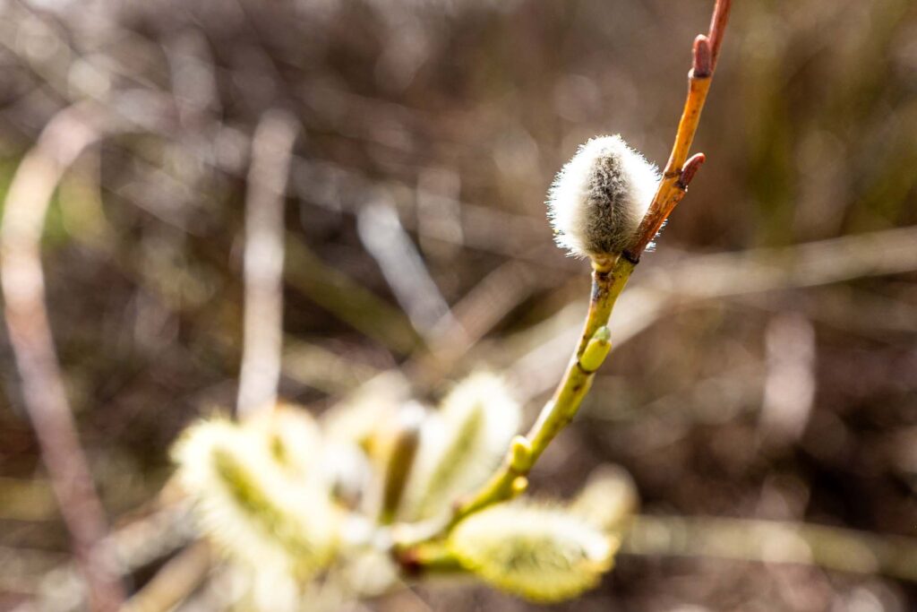 Color photograph with a tight focus of a pussy willow catkin on the edge of a branch backlit by the sun.