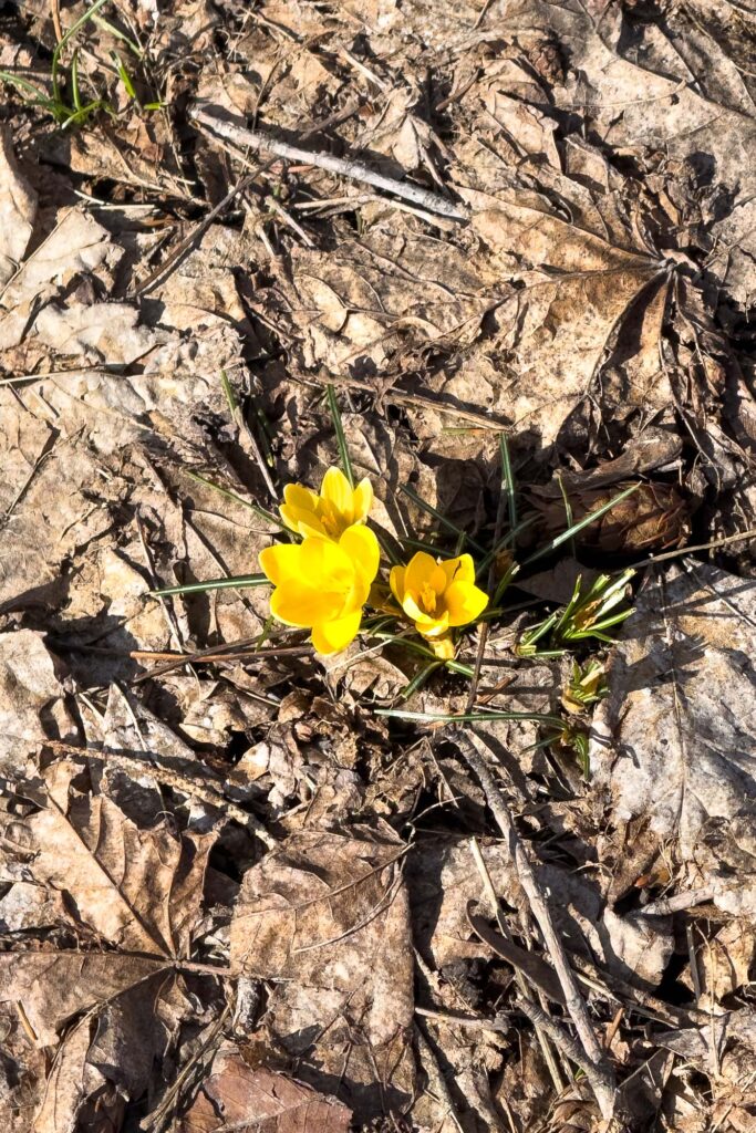 Color photograph of three yellow snow crocus blooms poking out a dense pile of dead leaves from last fall.