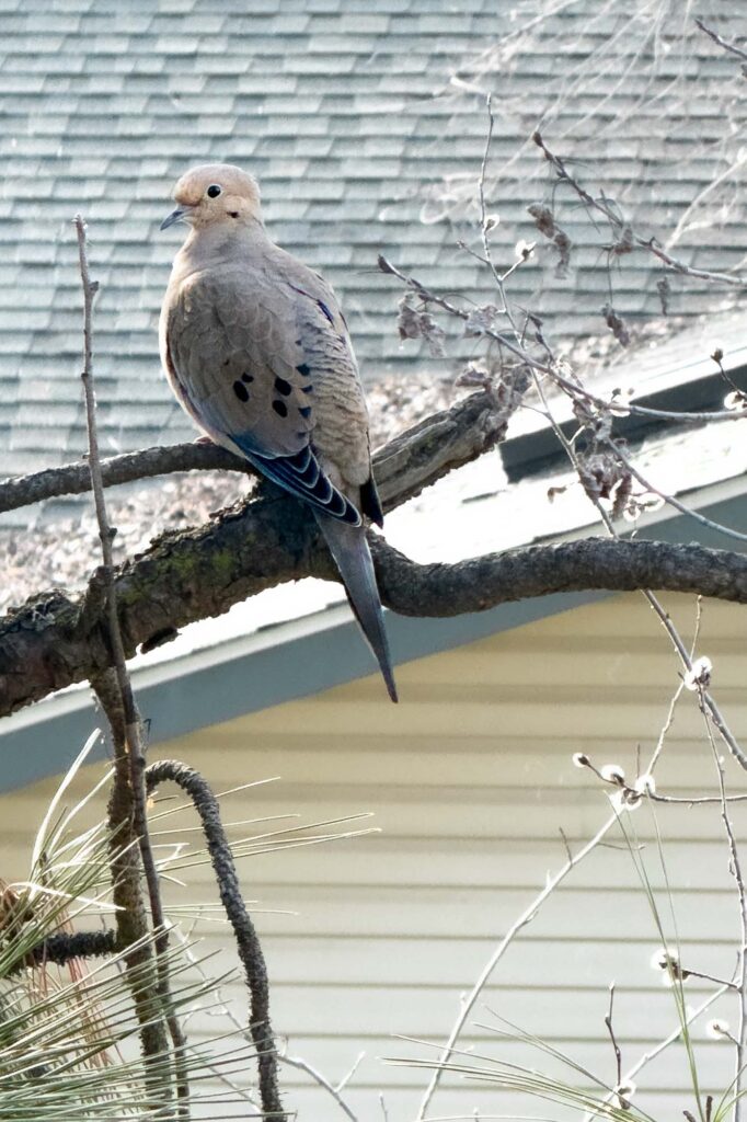 Colored photograph of a mourning dove on an empty pine branch with a house in the background .