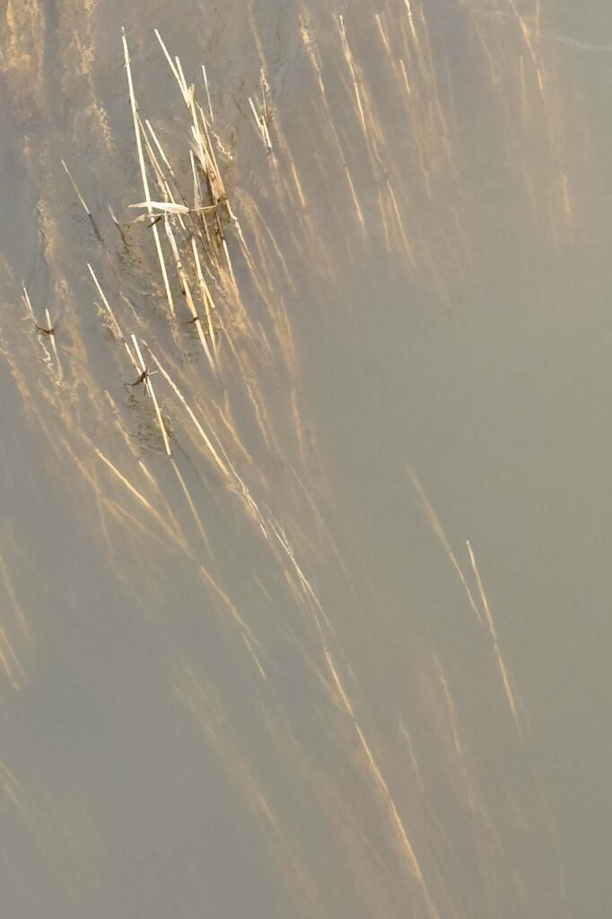Coloring photograph of long winter grasses submerged in muddy waters, their tips sticking out above the surface