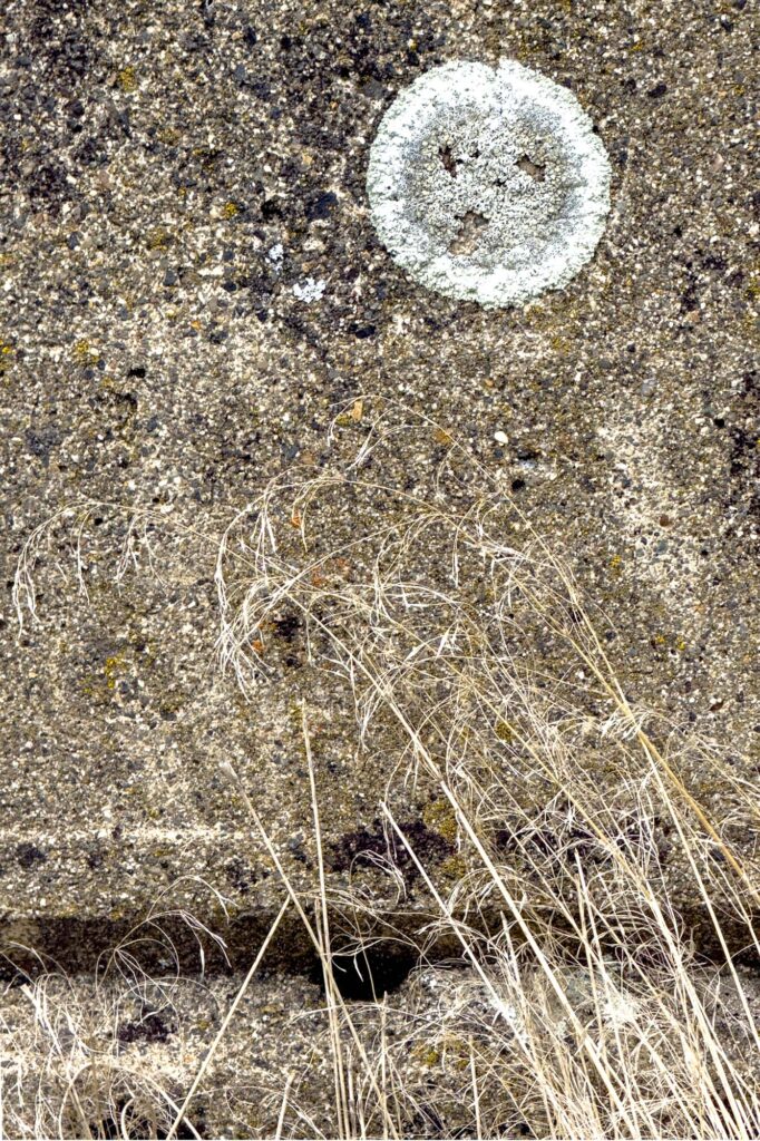 Color photograph of a circle of Lichen on the side of a bridge on an old highway, the cement, weathered, and tall, dry grasses of lake winter
