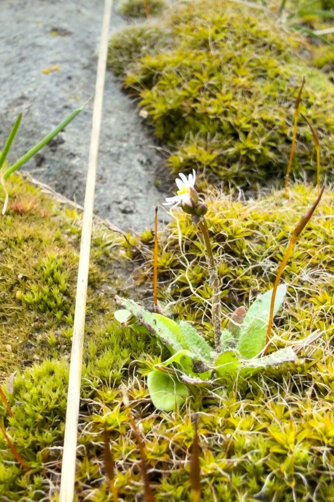 Color photograph of a spring draba in bloom growing in a bed of moss on stone.