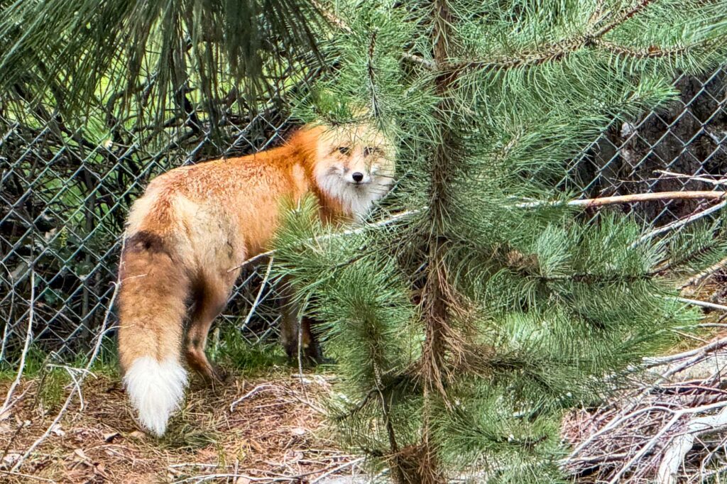 Color photograph of a fox looking back at the photographer, she stand next to a chain link fence looking through the pines.