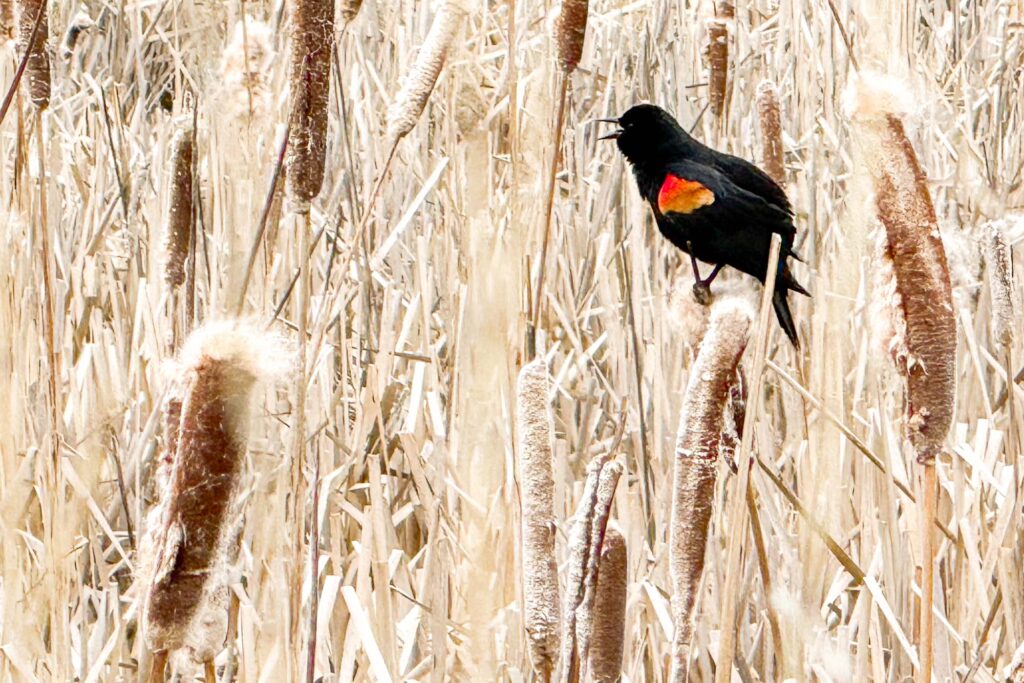 Color photograph of a red-winged blackbird perched on a cattail with its tail down, it’s beak open calling out, red and yellow puffed out on its wing