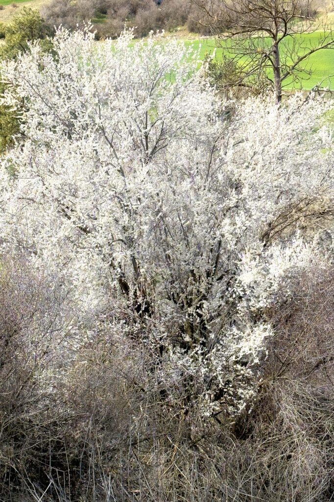 Color photograph of a wild plum in bloom over bare branches of shrubs and empty tree branches above and a field of Palouse green in late winter/early spring