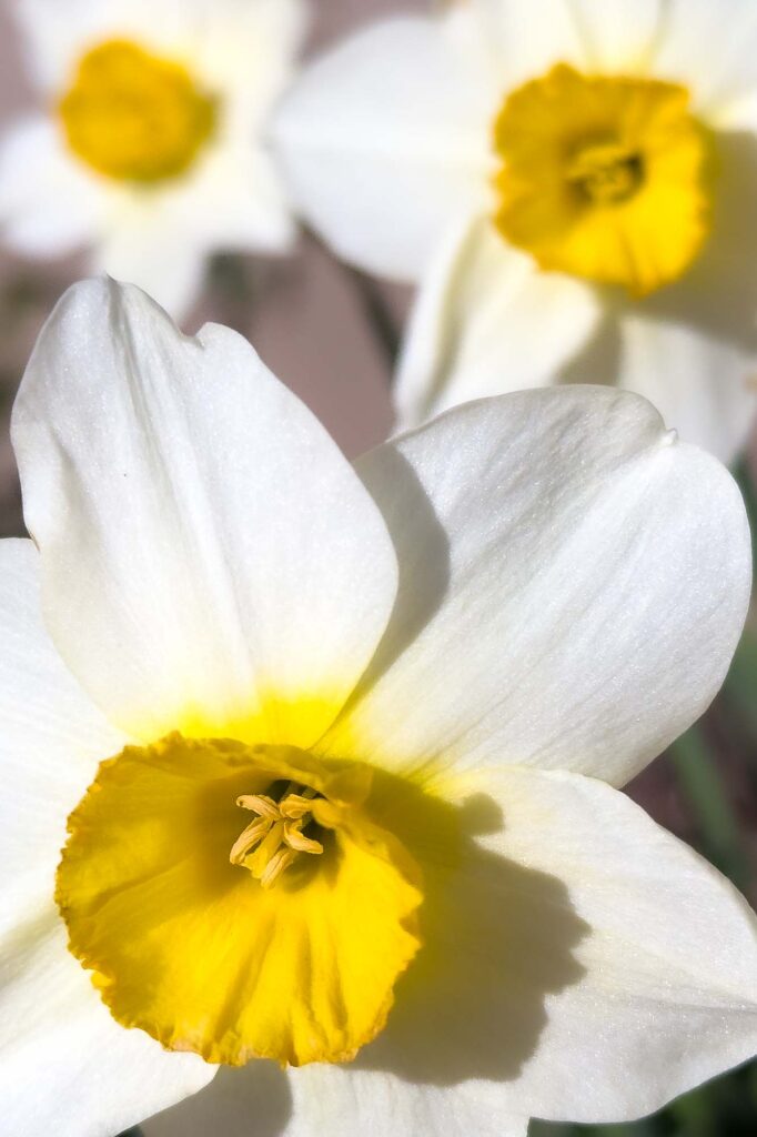 Color photograph of three yellow and white daffodils in the morning sun, the first one in focus, the back two out of focus. The further back the more out of focus.