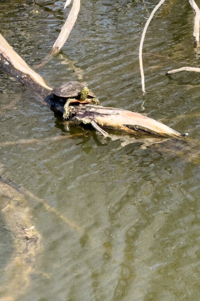 A painted turtle looking into the sun on a branch above the wind blowing ripples on the surface of a pond.