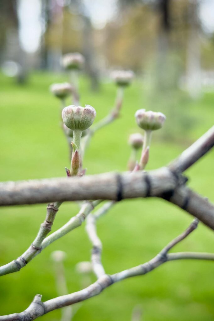 Color photograph of dogwood buds in early spring