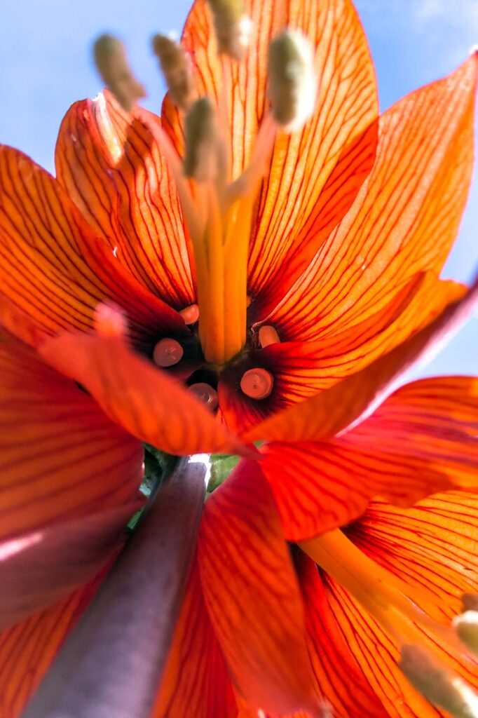 Colored photograph of fritillaries blooms from underneath under a blue sky