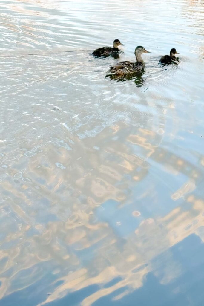 The color photograph of two ducklings and a mother duck swim, dark in the shadows, while the surface of the pond a pastel of browns and blues, reflecting this sky and the brown foliage of the shoreline.