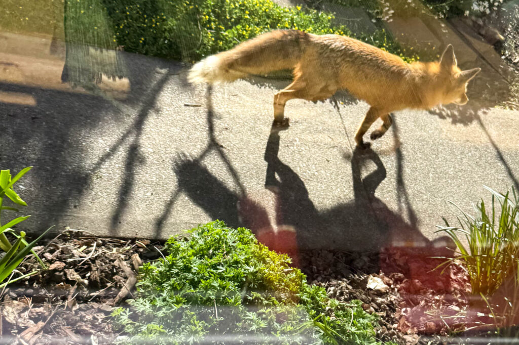 Color photograph taken out of a window of a fox walking by, away from the front door on a path in the morning sun, it is walking with its shadow, the window holding reflections of inside the house