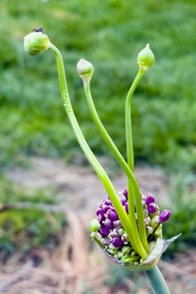 Color photograph of a purple ornamental onion bud opening sending up three long stems with buds from the bloom. A fly sits on one of the buds.