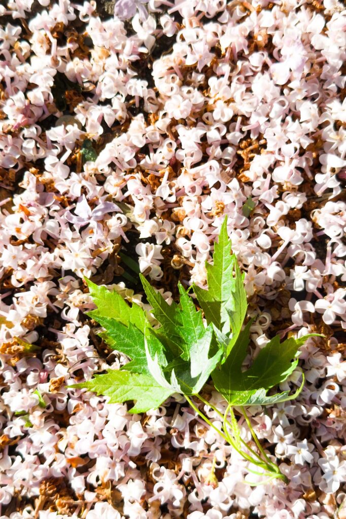 Color photograph of young spring Maple leaves blown by the wind, landing in a bed of lilac blooms.