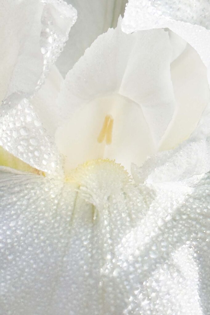 A close-up color photograph of a white bearded Iris bloom covered in morning dew.