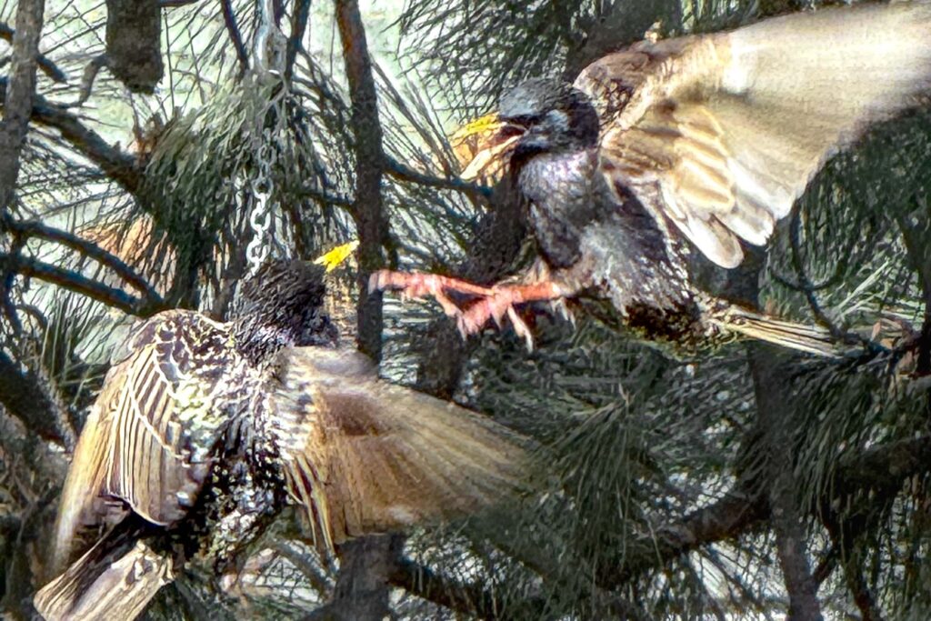 Color photograph of two starlings fighting in mid air with pine trees in the background