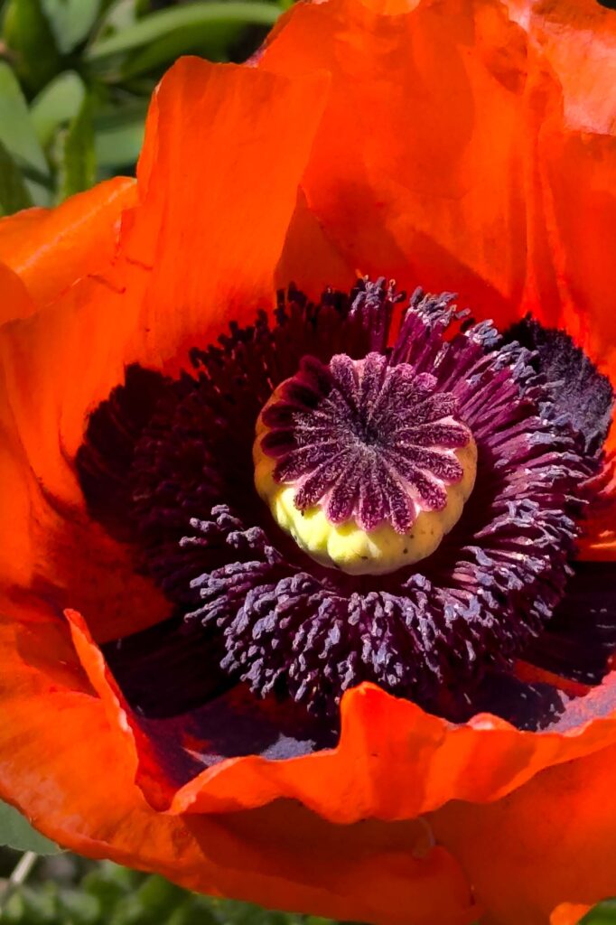 Close up color photograph of red oriental poppy.