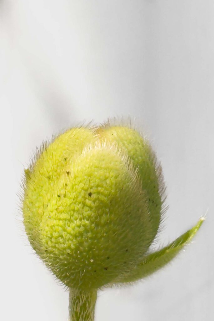 Oriental poppy bud with a sepal peeling away.