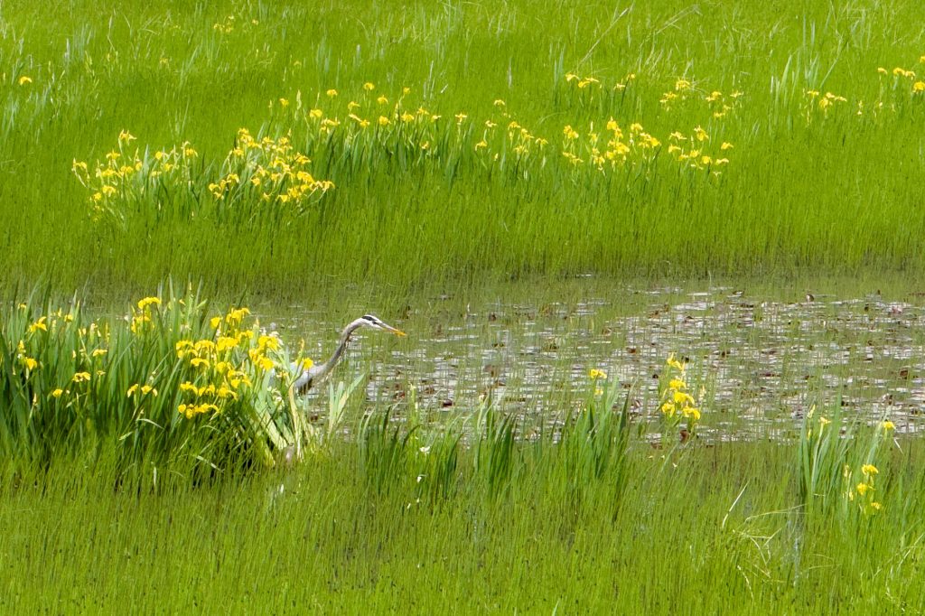 A color photograph of a Great Blue Heron reveals itself from behind and group of yellow flowers and a green, grassy, marsh.