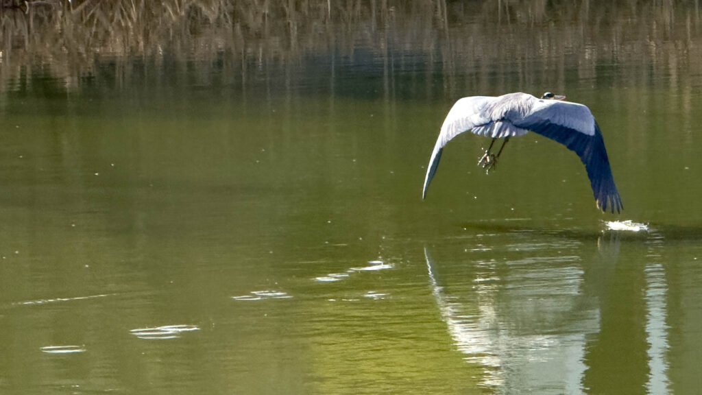 A blue heron, the tips of her wings leaving ripples as she flies low over a pond