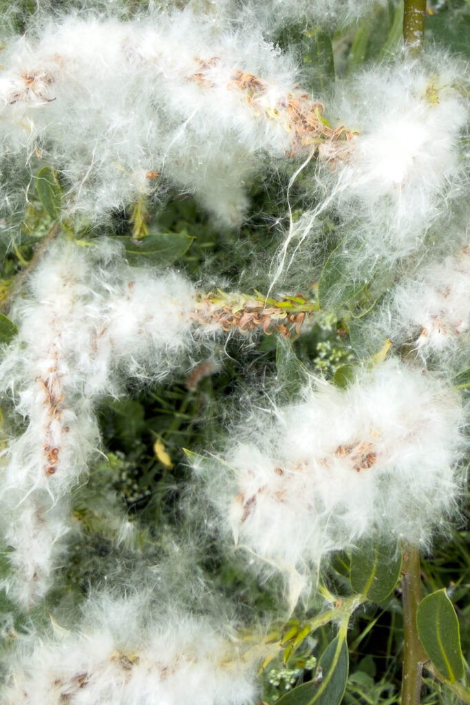 Color photograph of mature, cotton puffs with seeds on a Weeping Willow tree in the spring.