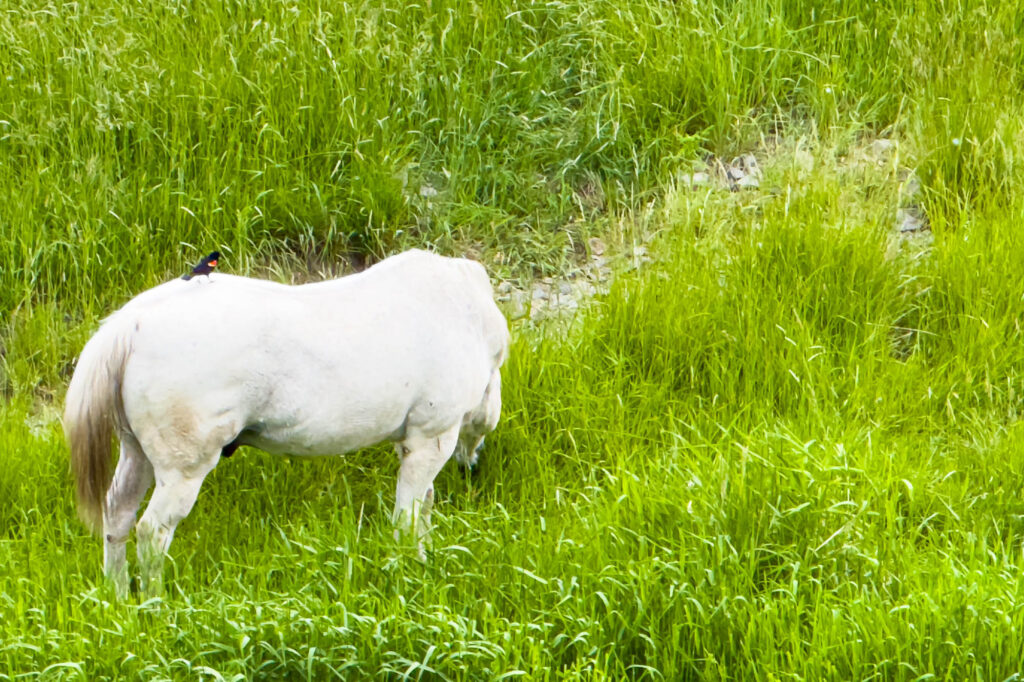 Color photograph of a red winged black bird in white horse grazing in high grass.