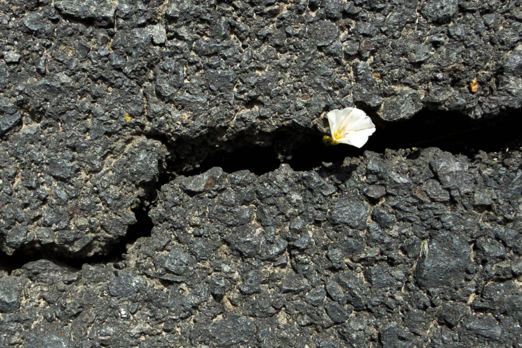 hiking the mountain/jumping a creek I catch/a glimpse of the moon Color photograph of the rough texture of rocky dark asphalt. A crack runs horizontally with one small twist. In the wider part, there is a bindweed bloom.