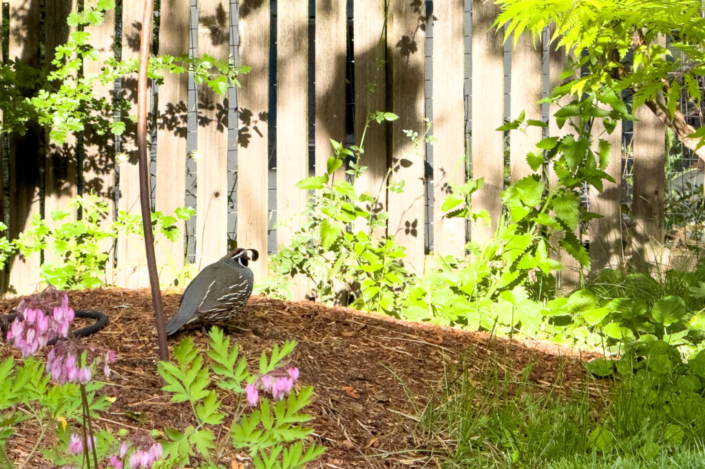 Color Photograph of a quail in morning the shadow with plants and a fence in the sunshine in the background. On the fence is a round shadow that looks like the sun. Bleeding heart blooms in the foreground