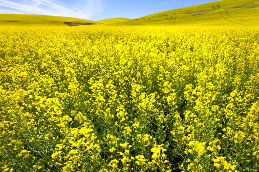 Color of photograph of a canola field in bloom on the Palouse. In the upper part of the photograph is are a few clouds, contrails, and clear blue sky.