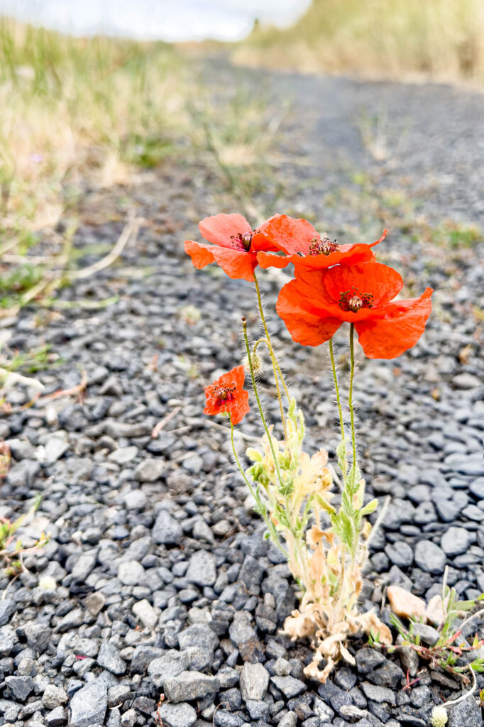 color photograph of a red poppy in bloom on a gravel road that lead off into the distance, towards a white overcast sky. The poppy's foliage is yellow and dry.