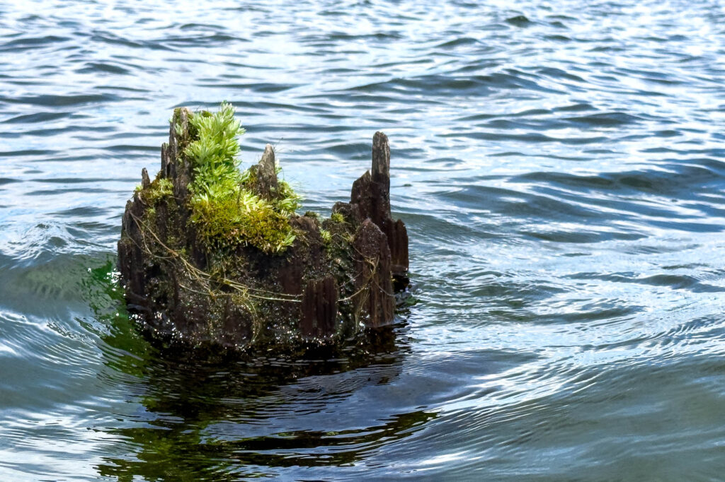 Color photograph of a broken off wooden pole in the middle of a lake in breeze driven waves. From it grows a sprout of green Marsh Cutweed.