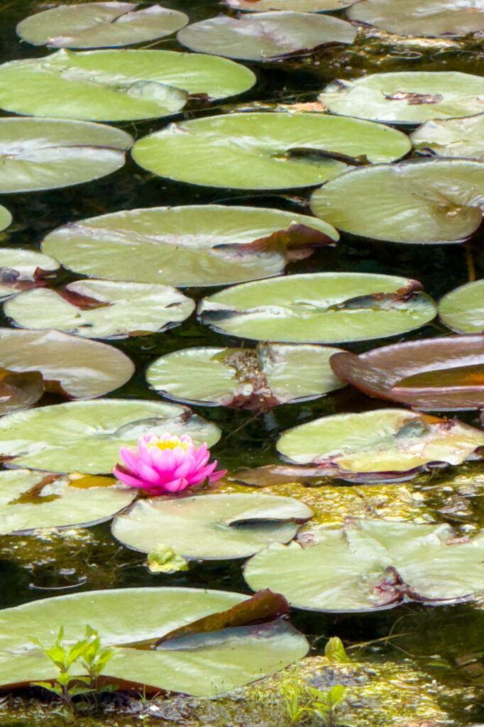 Color Photograph of a pink water lily in bloom surrounded by lily pads