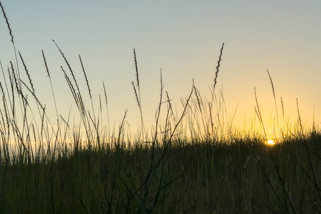unable to run/the deer and I walk in step/summer heat color photograph of summer sun setting into a silhouette for a field of tall grasses. The sky is clear with a few clouds in the grasses on the horizon.