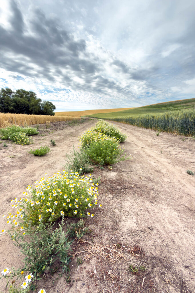 Color photograph look down a dirt road brown ripe wheat on the left and green wheat in the right. In the middle are Wild Chamomile blooms. In the overcast morning sky there is a band of dark clouds gong off in the distance opposite the road. There is a grouping of trees on the left in the distance.