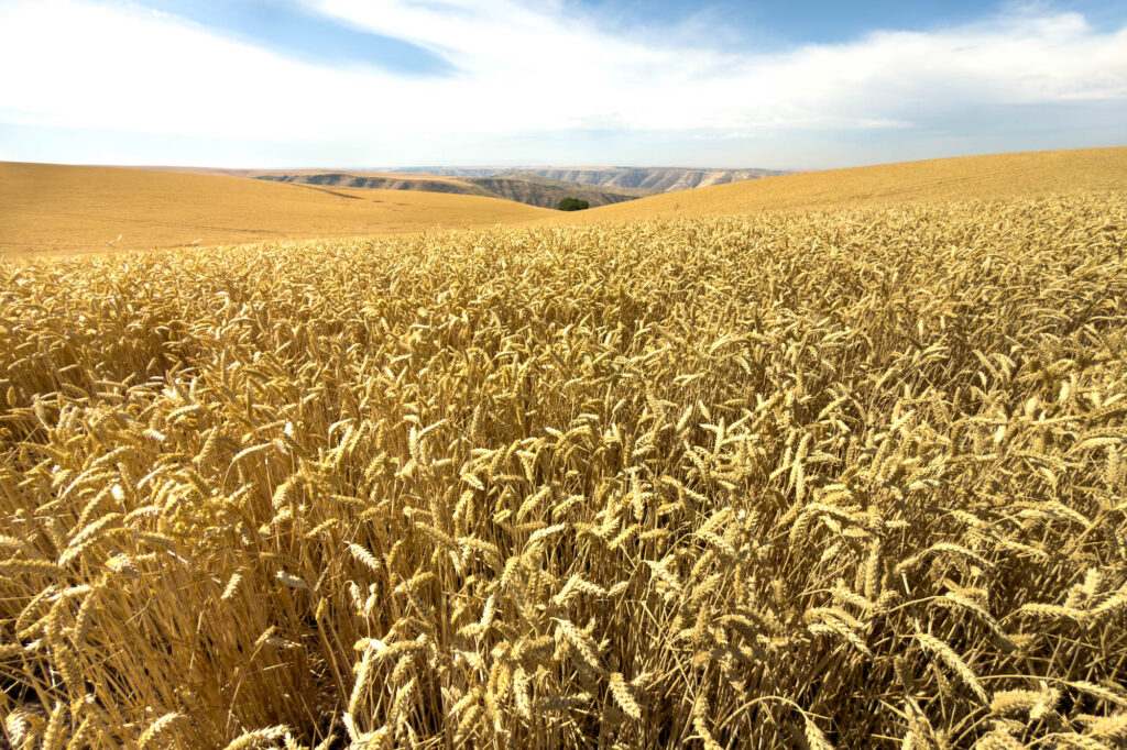 Color photograph of a sea of golden wheat, in the distance the canyon walls of the snake river.