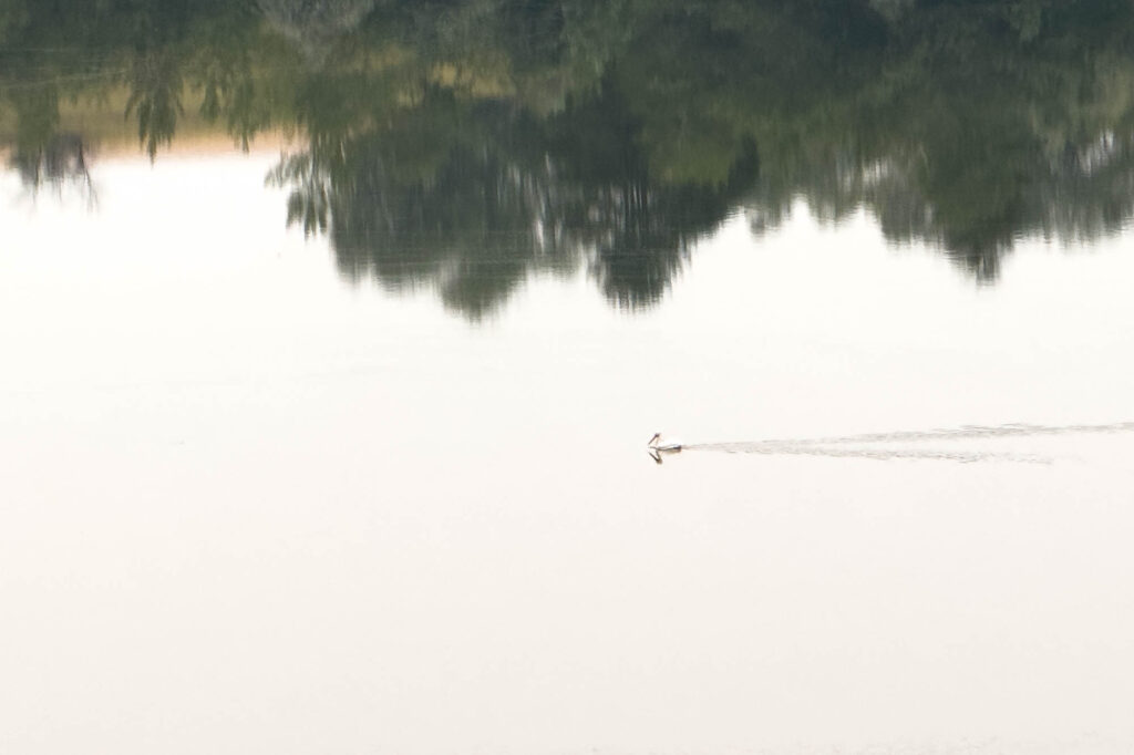 color photograph of a lone pelican slowly moving right to left across the reflection a smokey sky. Above the pelican are trees slightly blurred in the clam lake.