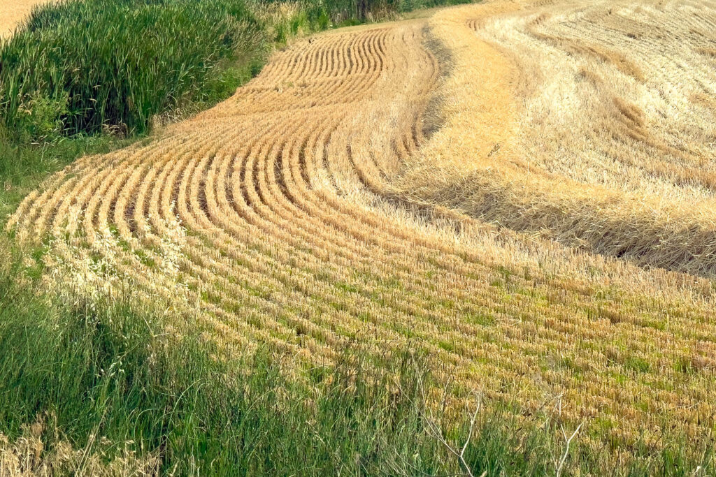 Color photograph of a plowed field, a line of green grass runs from the top left, down the left side, then curves back in at the bottom left.