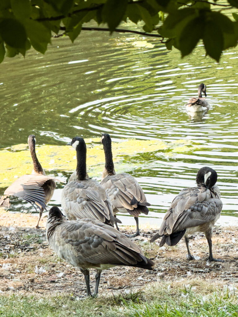 Color photograph of five geese on the shore and one in the water, the five geese in the shore are under the leaves of a tree, the goose in the pond is sitting in the middle of ripples, heading away from it.