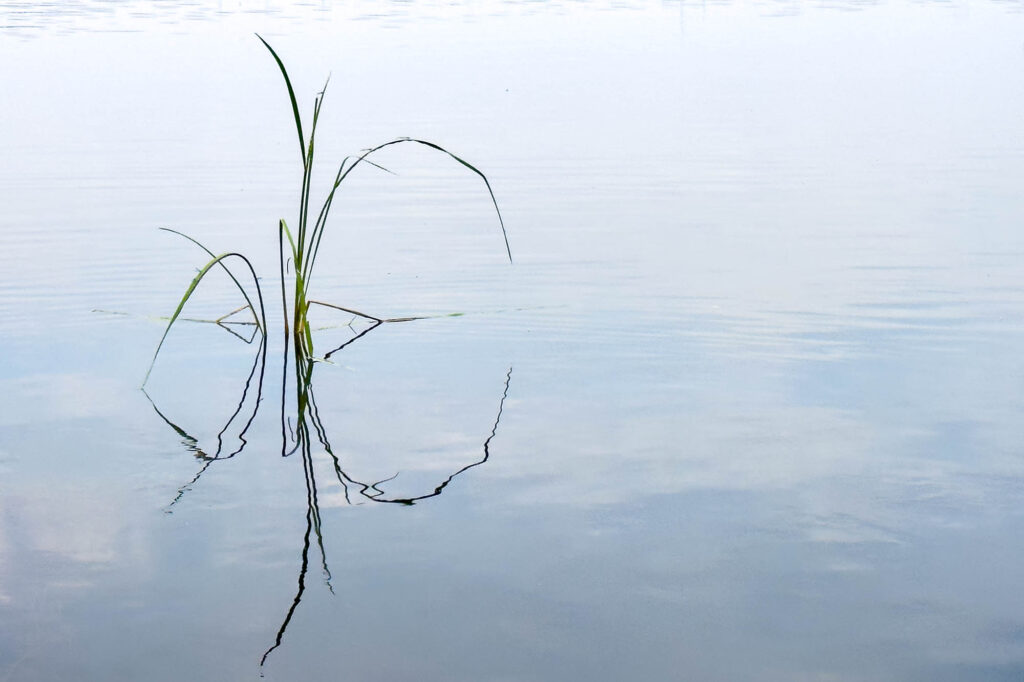 Photo of a grass reed reflected in the water with a vertical line down the middle and a small circle on one side and a large open ended circle on the other side. There is a line going horizontally across the middle of each circle.