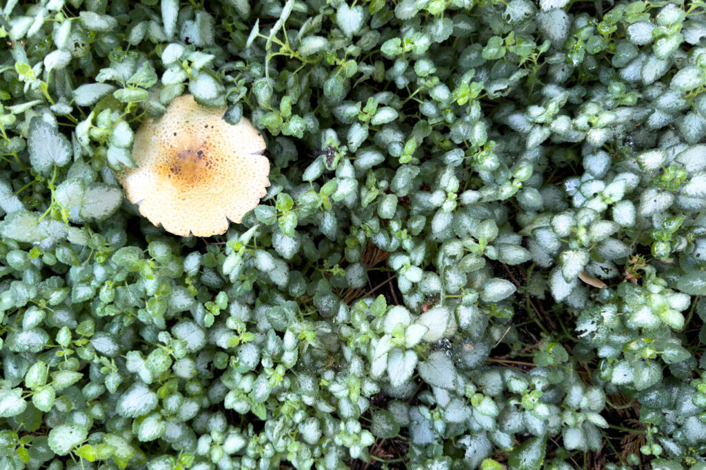 Color photograph of a tan to pale yellow-brown gilled mushroom with a scaly, fibrous cap nestled among low green foliage and leaves. The mushroom is the uppper left.