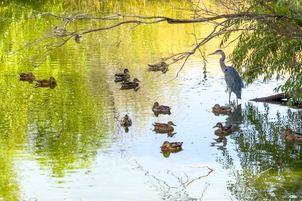 Colored photograph of a blue heron standing at the edge of a pond in the shadows, a number ducks sit in the water all around. The pond reflects the blue sky, green trees, and grasses.