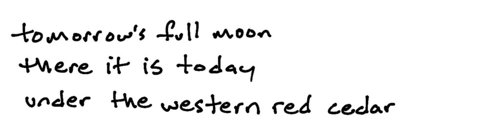 tomorrow's full moon/there it is today/under the western red cedar