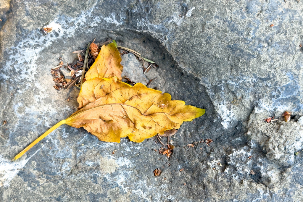 Color photograph of a concave rock empty of water, in the shallow concave is a leaf brilliant orange/brown dying.