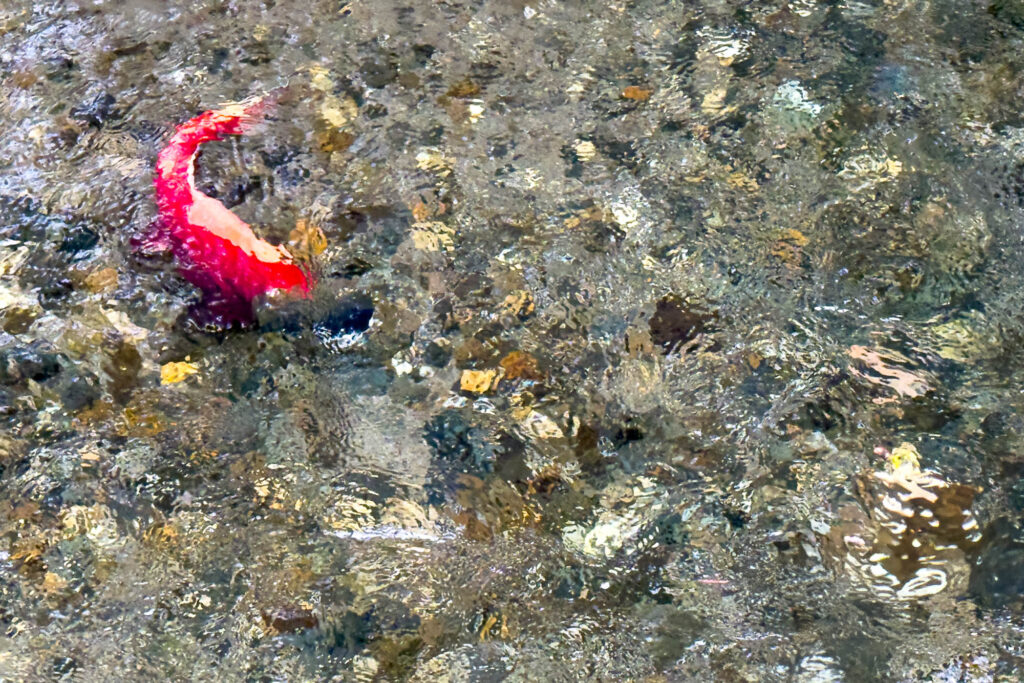Color photograph of a lone Kokanee in the shallow waters returning to spawn