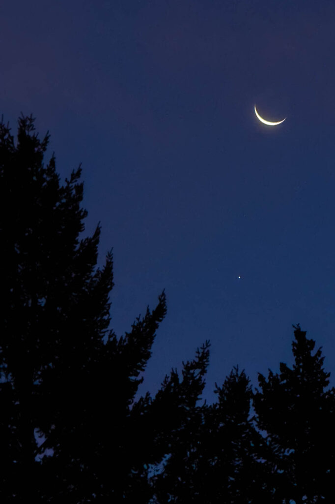 Color photograph of waning moon in the early morning, below the planet Jupiter, both the moon and Jupiter are above silhouetted pines.